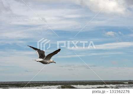 Seagull gliding over ocean waves beneath cloudy sky 131562276