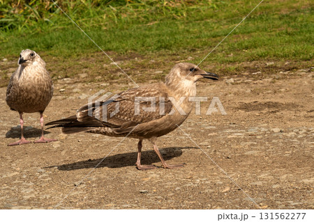 Two juvenile seagulls standing together on rocky path Two juvenile seagulls standing together on rocky path 131562277