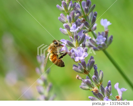 ラベンダーを訪れるミツバチのクローズアップ ラベンダーを訪れるミツバチのクローズアップ 131562626