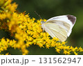 セイタカアワダチソウの蜜を吸うモンシロチョウ 131562947
