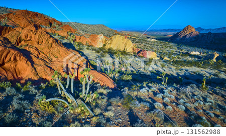 Aerial Golden Hour Joshua Trees and Red Rock Formations Desert Landscape Aerial Golden Hour Joshua Trees and Red Rock Formations Desert Landscape 131562988