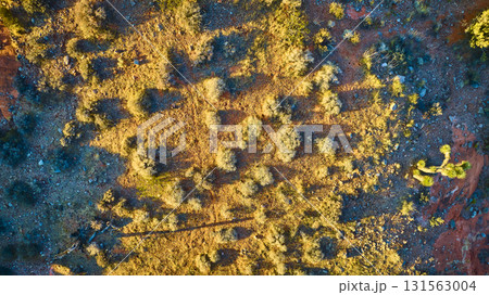 Aerial Desert Vegetation and Rocks in Warm Golden Hour Light 131563004