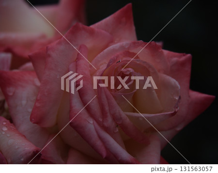 6月に咲いた美しく赤いバラの花「ジェミニ」 131563057