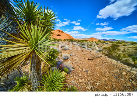 Joshua Tree and Red Rocks in Desert Landscape Under Blue Sky Joshua Tree and Red Rocks in Desert Landscape Under Blue Sky 131563097