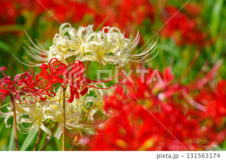 白色の彼岸花（愛知県半田市） 131563174