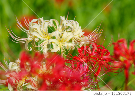 白色の彼岸花（愛知県半田市） 131563175