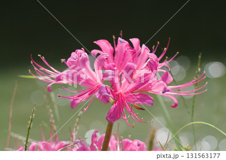 ピンク色の彼岸花（愛知県半田市） 131563177