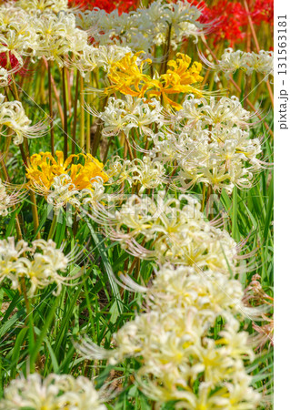 白色と黄色の彼岸花（愛知県半田市） 131563181