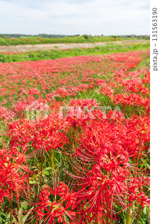 矢勝川の彼岸花(愛知県半田市) 矢勝川の彼岸花(愛知県半田市) 131563190