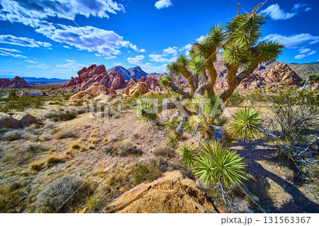 Joshua Tree and Red Rock Formations in Desert Landscape Under Blue Sky Joshua Tree and Red Rock Formations in Desert Landscape Under Blue Sky 131563367