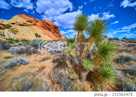 Joshua Tree and Red Sandstone Formations in Desert Landscape Under Blue Sky Joshua Tree and Red Sandstone Formations in Desert Landscape Under Blue Sky 131563478