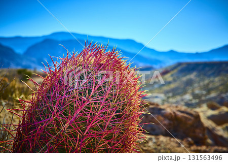 Barrel Cactus Close Up in Desert Landscape with Blue Sky and Distant Mountains Barrel Cactus Close Up in Desert Landscape with Blue Sky and Distant Mountains 131563496