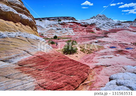 Colorful Swirling Sandstone and Desert Pools White Pocket Vermilion Cliffs Colorful Swirling Sandstone and Desert Pools White Pocket Vermilion Cliffs 131563531