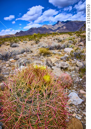 Barrel Cactus with Yellow Blooms in Nevada Desert Landscape under Blue Sky 131563650