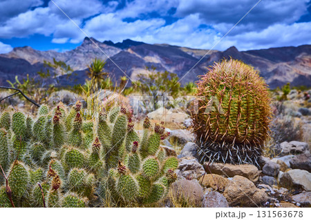Desert Cactus Cluster With Barrel Cactus And Mountain Landscape Under Blue Sky Desert Cactus Cluster With Barrel Cactus And Mountain Landscape Under Blue Sky 131563678