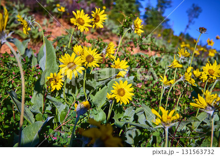 Yellow Wildflowers and Green Foliage in Bright Sunlight Along Scenic Drive 131563732
