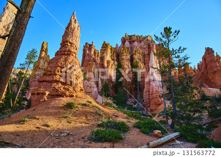 Bryce Canyon Hoodoos Pine Trees and Sunlit Trail in Utah National Park Bryce Canyon Hoodoos Pine Trees and Sunlit Trail in Utah National Park 131563772