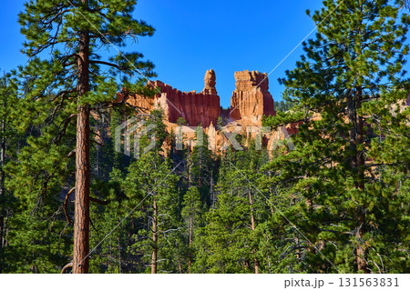 Red Rock Hoodoos and Pine Trees Bryce Canyon National Park Under Clear Blue Sky Red Rock Hoodoos and Pine Trees Bryce Canyon National Park Under Clear Blue Sky 131563831