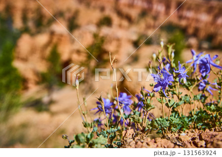 Purple Wildflowers Close Up with Blurred Red Rock Canyon Landscape Purple Wildflowers Close Up with Blurred Red Rock Canyon Landscape 131563924