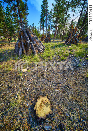 Burning Piles and Pine Trees with Freshly Cut Stump in Forest Clearing 131563931