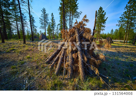 Burning Piles of Deadwood in Pine Forest Bryce Canyon National Park Utah Burning Piles of Deadwood in Pine Forest Bryce Canyon National Park Utah 131564008