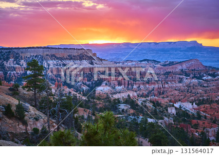 Sunrise Hoodoos and Pine Trees in Bryce Canyon National Park at Golden Hour 131564017