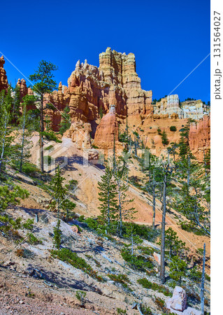 Hoodoo Rock Formations and Pine Trees in Bryce Canyon National Park Utah 131564027