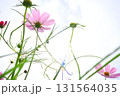 青空を背景にしたコスモスの花 131564035