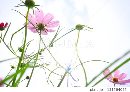 青空を背景にしたコスモスの花 131564035