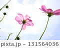 青空を背景にしたコスモスの花 131564036