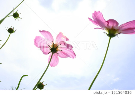 青空を背景にしたコスモスの花 131564036
