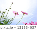 青空を背景にしたコスモスの花 131564037