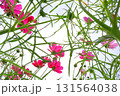 青空を背景にしたコスモスの花 131564038