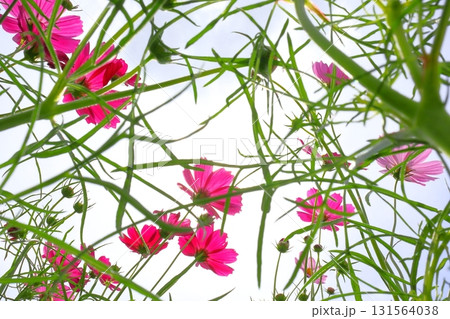 青空を背景にしたコスモスの花 131564038