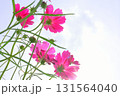 青空を背景にしたコスモスの花 131564040