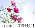 青空を背景にしたコスモスの花 131564041