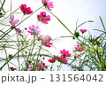 青空を背景にしたコスモスの花 131564042