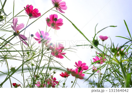 青空を背景にしたコスモスの花 青空を背景にしたコスモスの花 131564042