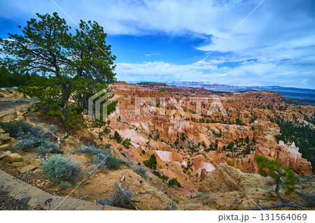 Bryce Canyon Hoodoos and Pine Tree at Sunrise Point Under Blue Sky 131564069