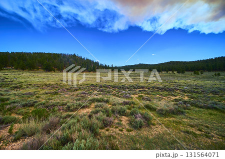 Wild Meadow Pine Forest and Smoky Sky from Distant Wildfire in Utah Scenic Landscape 131564071