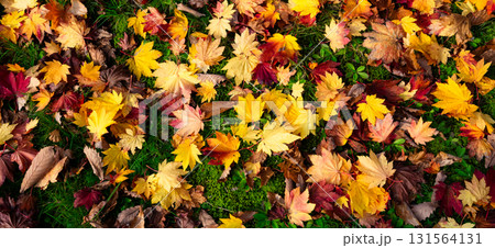 北海道の公園で見つけた色とりどりの一面の枯葉 131564131