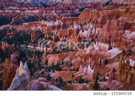 Bryce Canyon Hoodoos and Pine Trees at Sunrise in Golden Hour Light 131564159