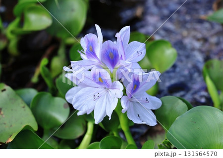 ホテイアオイ⑥ 131564570