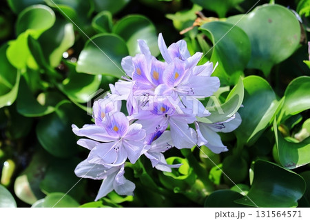 ホテイアオイ⑦ 131564571