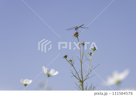 青空と白いコスモスの花とトンボ 131564578