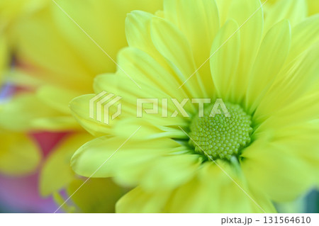 黄色い花 131564610