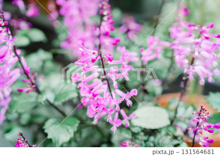 箱根のハロウィンのカボチャ 131564681