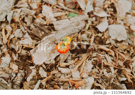 箱根のハロウィンのカボチャ 箱根のハロウィンのカボチャ 131564692