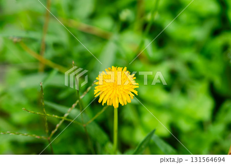 Yellow dandelion flowers Taraxacum officinale. Dandelion on spring sunny day 131564694