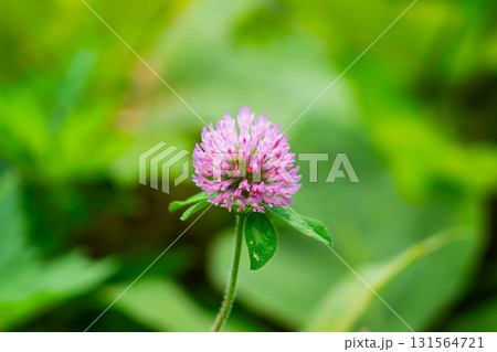 Red clover. Meadow flower. Medicinal plant. Women's health. Clover extract Red clover. Meadow flower. Medicinal plant. Women's health. Clover extract 131564721